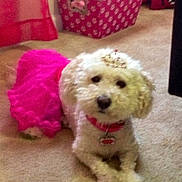 Maci joined the competition — help win amazing prizes! dog, white_dog, tutu, pink_tutu, tiara, carpet, indoor, pet, cute, small_dog, costume, accessory, collar, animal, household, floor, toy_box, decor, furniture, relaxed
