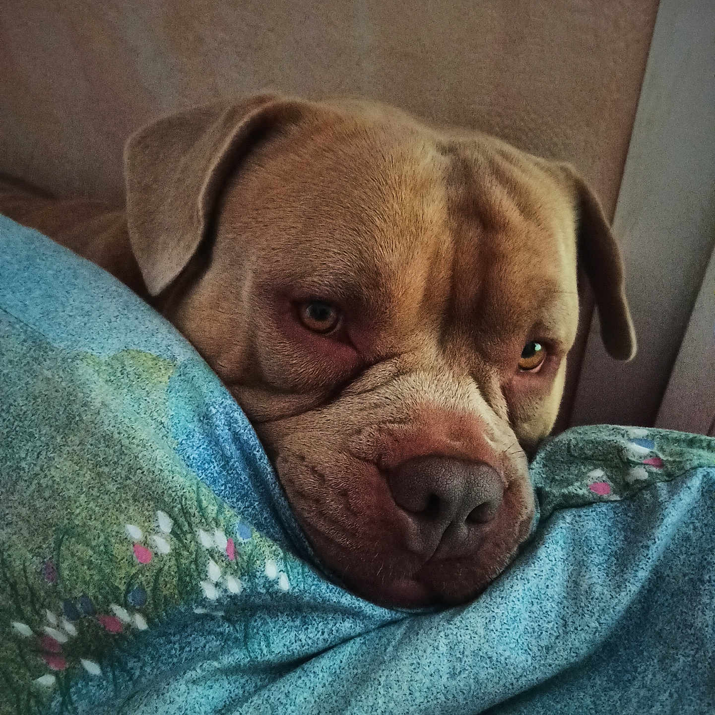 Django participe au concours pour gagner de l'argent avec cette photo : animal, back, blanket, bodypart, boxer, bulldog, canine, couch, dog, frenchbulldog, furniture, hound, person, pet, pitbull, pointer, puppy, quilt, sleeping, towel