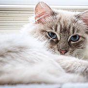 Lua is registered to the contest to win money with this photo: animal, blue_eyes, cat, close_up, cozy, cute, ears, face, feline, fluffy, fur, indoor, mammal, pet, relaxed, resting, sleepy, soft, whiskers, window