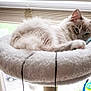 Lua joined the competition — help win amazing prizes! animal, blinds, cat, cat_bed, comfortable, cozy, cute, daylight, domestic, feline, fluffy, fur, indoor, pet, relaxed, resting, sleepy, soft, white, window