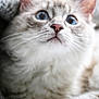 Lua is registered to the contest to win money with this photo: animal, blue_eyes, cat, close_up, cozy, curious, cute, domestic_animal, ears, face, feline, fluffy, fur, indoor, mammal, nose, pet, portrait, soft, whiskers