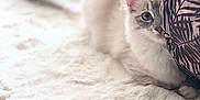 Lua is registered to the contest to win money with this photo: animal, blue_eyes, cat, closeup, cozy, curious, cushion, cute, feline, fluffy, home, indoor, patterned, peeking, pet, playful, resting, shy, soft_texture, white_rug