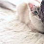 animal, blue_eyes, cat, closeup, cozy, curious, cushion, cute, feline, fluffy, home, indoor, patterned, peeking, pet, playful, resting, shy, soft_texture, white_rug