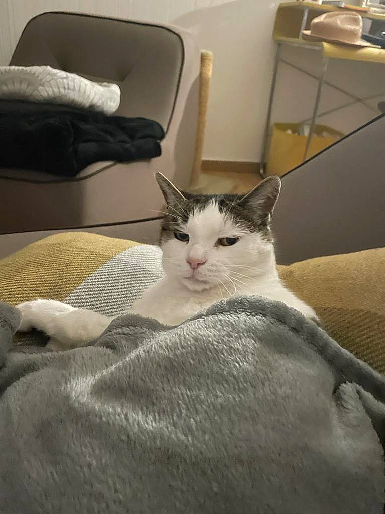 Bams participe au concours pour gagner de l'argent avec cette photo : bed, bed_sheet, bedding, carnivore, cat, comfort, domestic_short_haired_cat, felidae, fur, hardwood, lamp, linens, paw, room, small_to_medium_sized_cats, tableware, tail, whiskers, wood