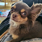 Undy participe au concours pour gagner de l'argent avec cette photo : dog, chihuahua, close_up, pet, indoor, furniture, blanket, fur, small_dog, cute, animal, relaxed, ears, nose, eyes, cozy, home, portrait, laying, mischievous