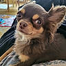 dog, chihuahua, close_up, pet, indoor, furniture, blanket, fur, small_dog, cute, animal, relaxed, ears, nose, eyes, cozy, home, portrait, laying, mischievous