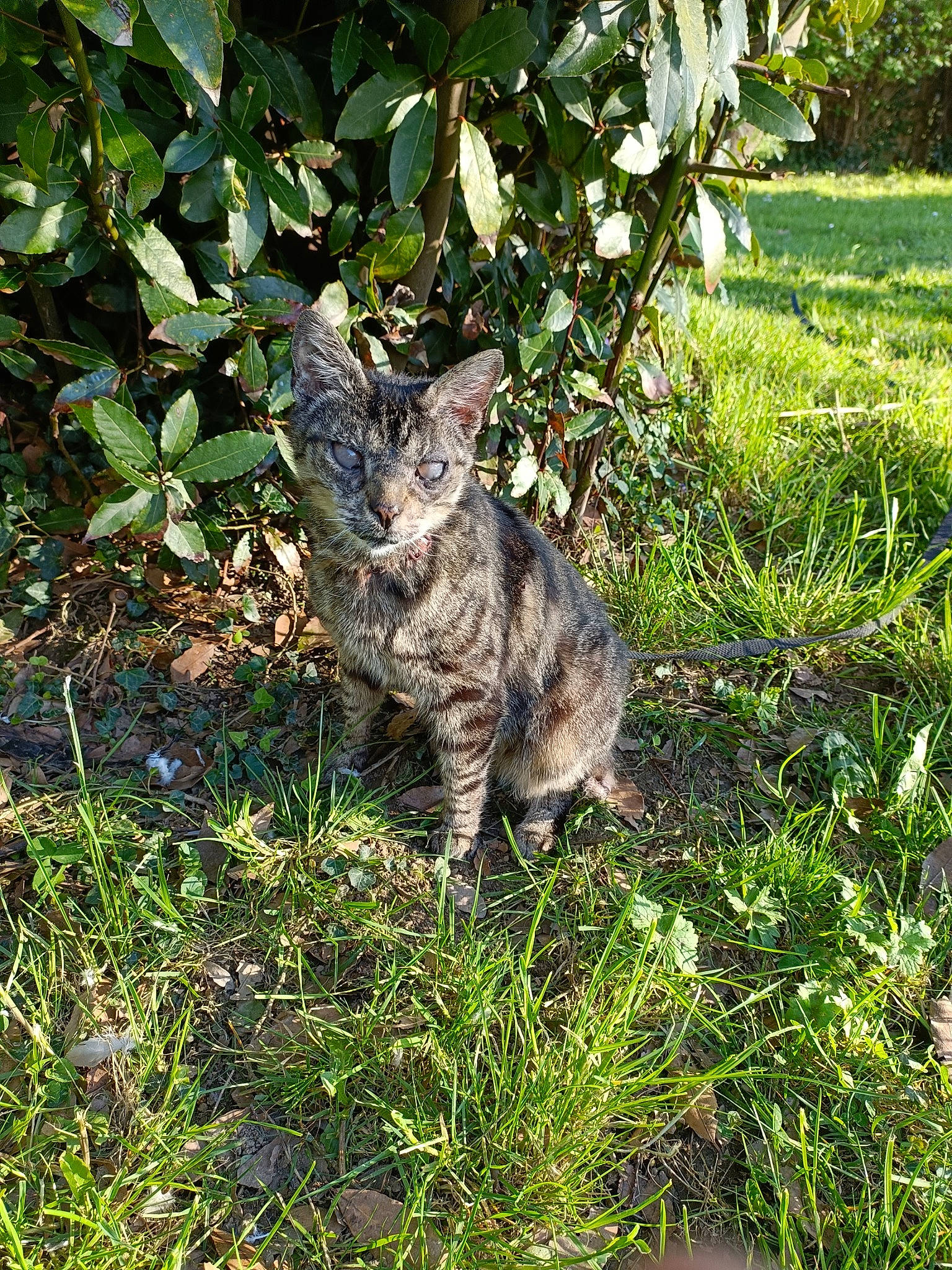 Lawcky participe au concours pour gagner de l'argent avec cette photo : botany, carnivore, cat, domestic_short_haired_cat, fawn, felidae, fur, grass, groundcover, plant, shrub, small_to_medium_sized_cats, snout, soil, sporting_group, tail, terrestrial_animal, terrestrial_plant, trunk, whiskers