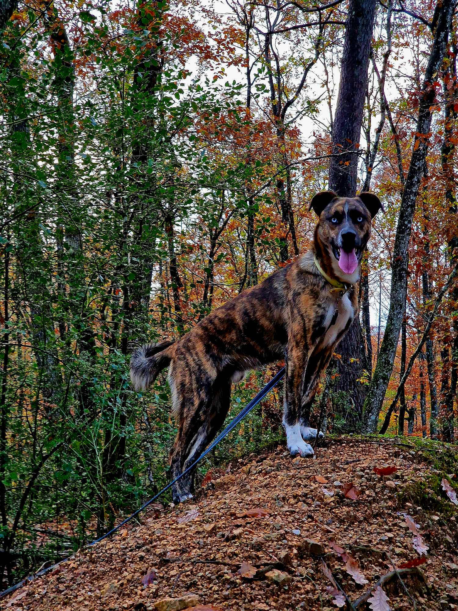 Tytthan participe au concours pour gagner de l'argent avec cette photo : canidae, carnivore, dog, dog_breed, fawn, forest, grass, people_in_nature, plant, shrub, sporting_group, tail, temperate_broadleaf_and_mixed_forest, terrestrial_animal, terrestrial_plant, tree, trunk, twig, wood, woodland