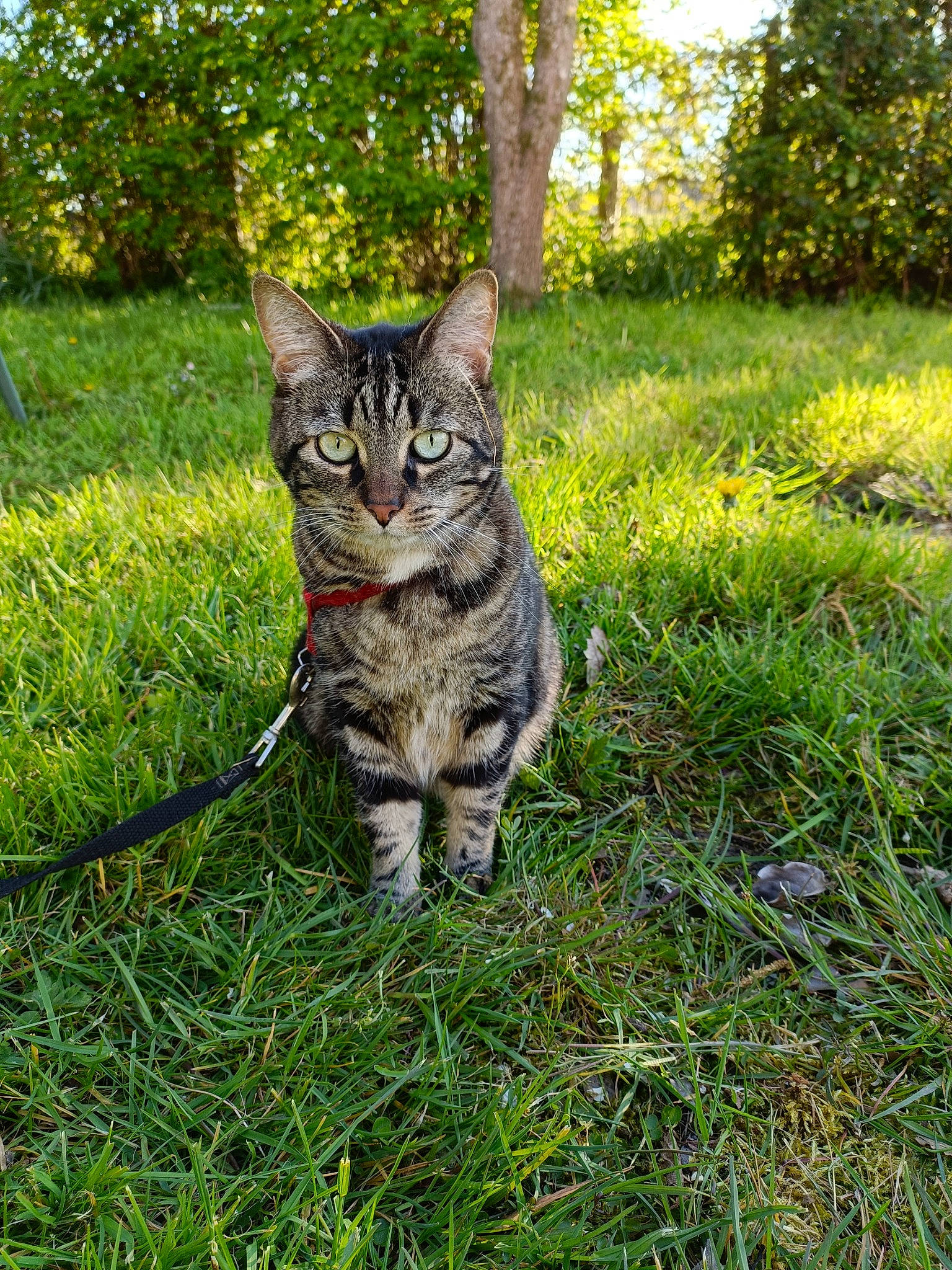 Mayron a rejoint le concours — aidez-le/la à gagner de superbes lots ! bobcat, carnivore, cat, domestic_short_haired_cat, fawn, felidae, fur, grass, grassland, groundcover, plant, shrub, small_to_medium_sized_cats, snout, tail, terrestrial_animal, tree, trunk, whiskers, wildlife