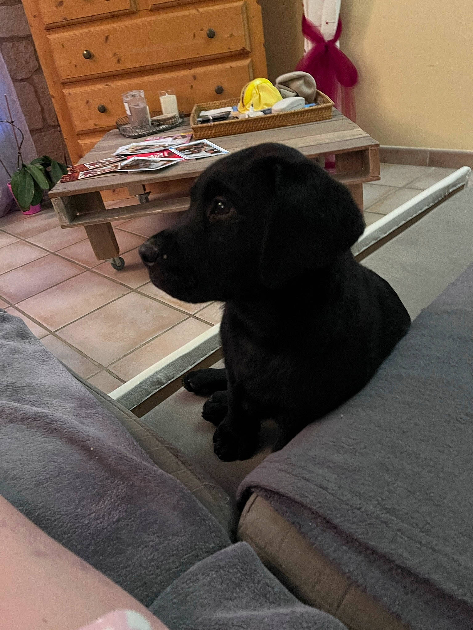 Toy participe au concours pour gagner de l'argent avec cette photo : borador, cabinetry, carnivore, chest_of_drawers, comfort, companion_dog, dog, dog_breed, drawer, fawn, floor, flooring, grey, hardwood, snout, sporting_group, table, tail, wood, working_animal