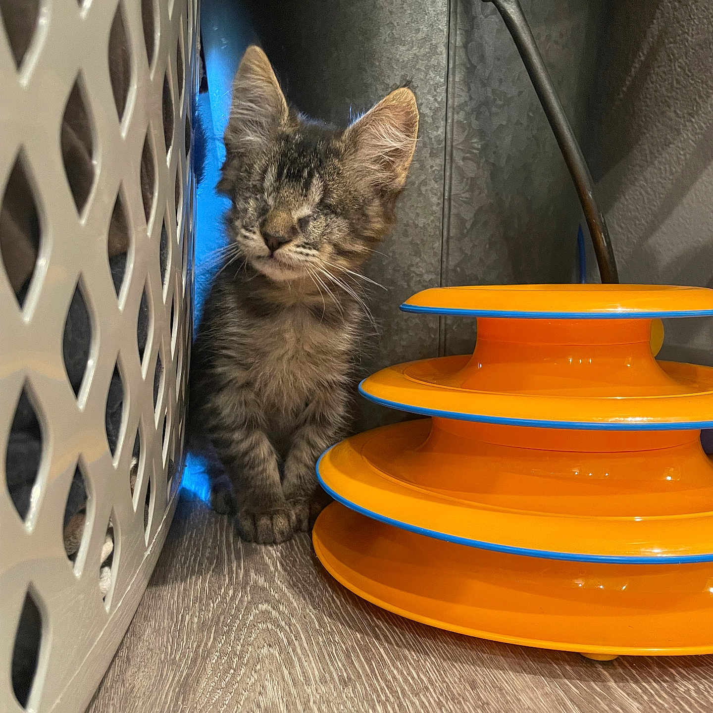 Tony Montana is registered to the contest to win money with this photo: abyssinian, animal, art, basket, bowl, cat, diningtable, food, furniture, hardwood, kitten, manx, meal, pet, plywood, porcelain, pottery, saucer, table, wood