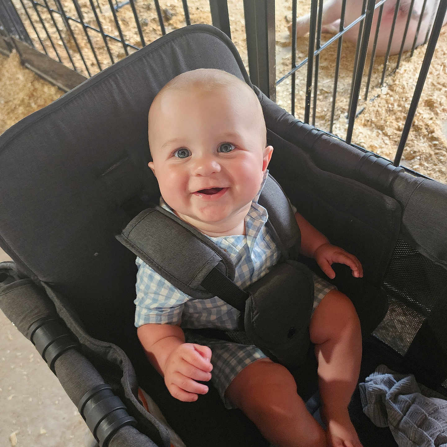 Andrew joined the competition — help win amazing prizes! animal, baby, blue_eyes, checkered_clothing, child, childcare, cute, farm, fence, happy, hay, indoor, infant, pig, playful, portrait, seated, smiling, soft_lighting, stroller