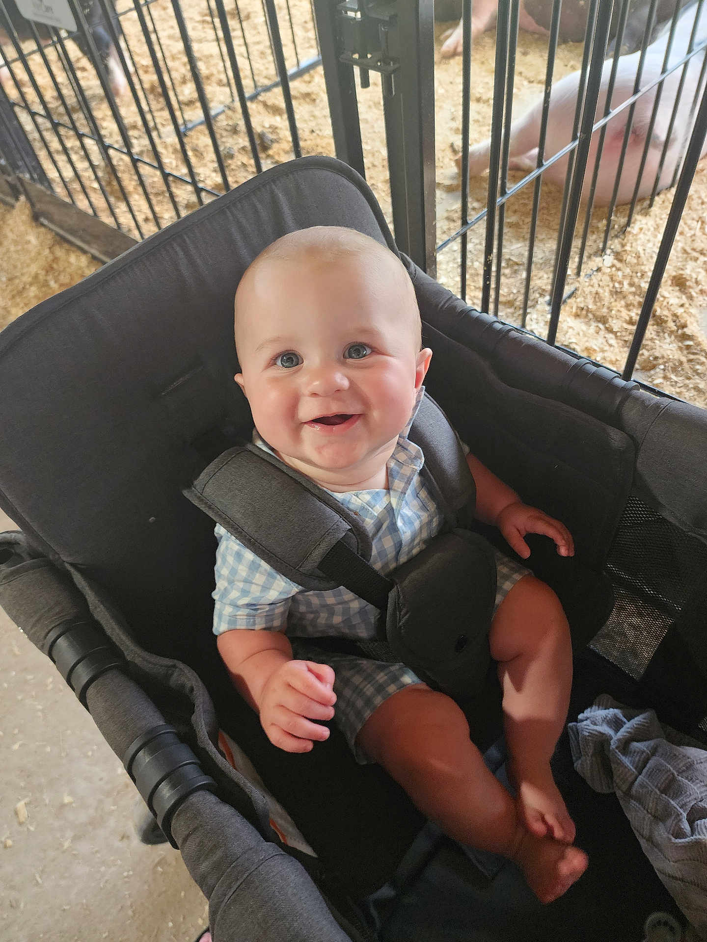 Andrew joined the competition — help win amazing prizes! baby, smiling, stroller, blue_eyes, checkered_clothing, child, fence, pig, farm, hay, cute, happy, infant, seated, indoor, animal, playful, portrait, soft_lighting, childcare