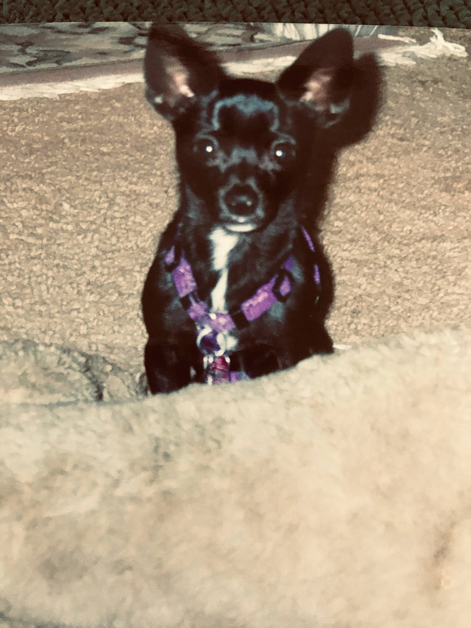 Paco joined the competition — help win amazing prizes! art, canidae, carnivore, chihuahua, companion_dog, corgi_chihuahua, dog, dog_breed, dog_supply, fur, liver, magenta, non_sporting_group, puppy, russkiy_toy, snout, sporting_group, toy_dog, whiskers, working_animal