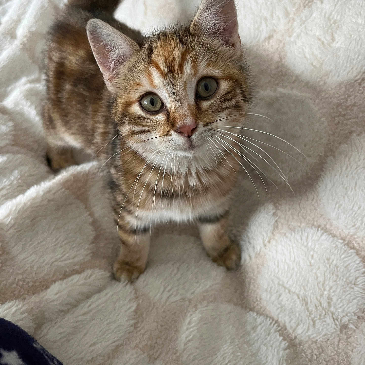 Meiÿ participe au concours pour gagner de l'argent avec cette photo : adorable, animal, blanket, cat, cozy, curious, cute, domestic, feline, fur, indoor, kitten, looking_up, pet, playful, small, soft, tabby, whiskers, young