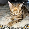 Meiÿ participe au concours pour gagner de l'argent avec cette photo : animal, cat, cozy, cute, domestic_cat, ears, feline, fluffy_blanket, home, indoor, paw, pet, relaxed, resting, sleep, sleeping, soft_texture, striped_fur, tabby, whiskers