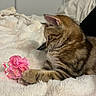 Meiÿ participe au concours pour gagner de l'argent avec cette photo : animal, blanket, cat, cozy, curious, cute, fluffy, fur, home, indoor, paw, pet, pink, relaxed, resting, sleepy, soft, tabby, toy, whiskers