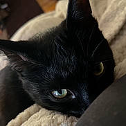 Raven joined the competition — help win amazing prizes! animal, black_cat, blanket, cat, closeup, cozy, curious, cute, domestic_animal, ear, eye, feline, fur, indoor, mammal, pet, resting, snuggling, soft_light, whiskers