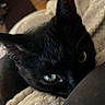 animal, black_cat, blanket, cat, closeup, cozy, curious, cute, domestic_animal, ear, eye, feline, fur, indoor, mammal, pet, resting, snuggling, soft_light, whiskers