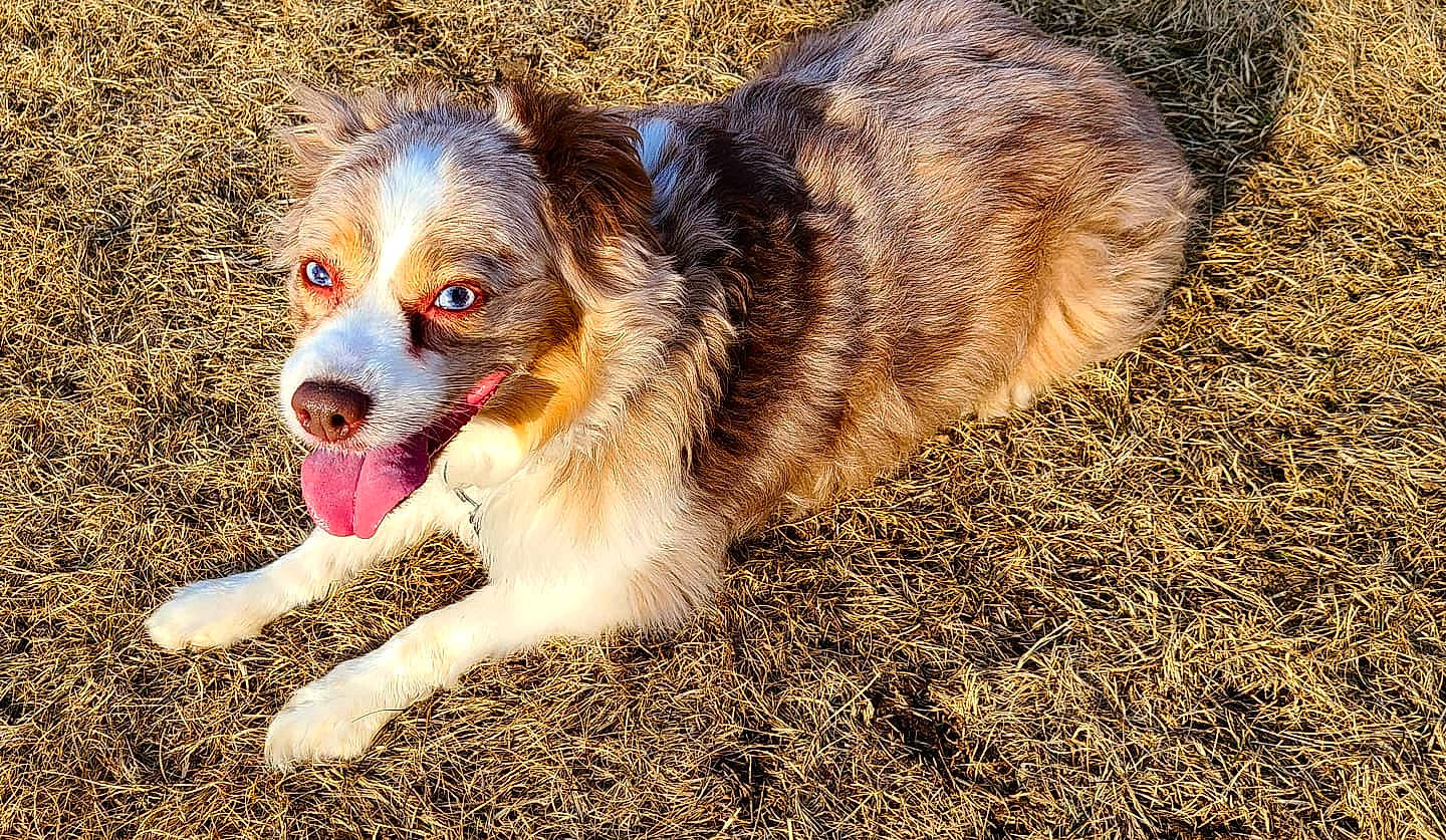 Cassie is registered to the contest to win money with this photo: australian_shepherd, border_collie, canidae, carnivore, companion_dog, dog, dog_breed, fur, herding_dog, mammal, miniature_australian_shepherd, puppy, rare_breed_dog, sporting_group, vertebrate, working_dog