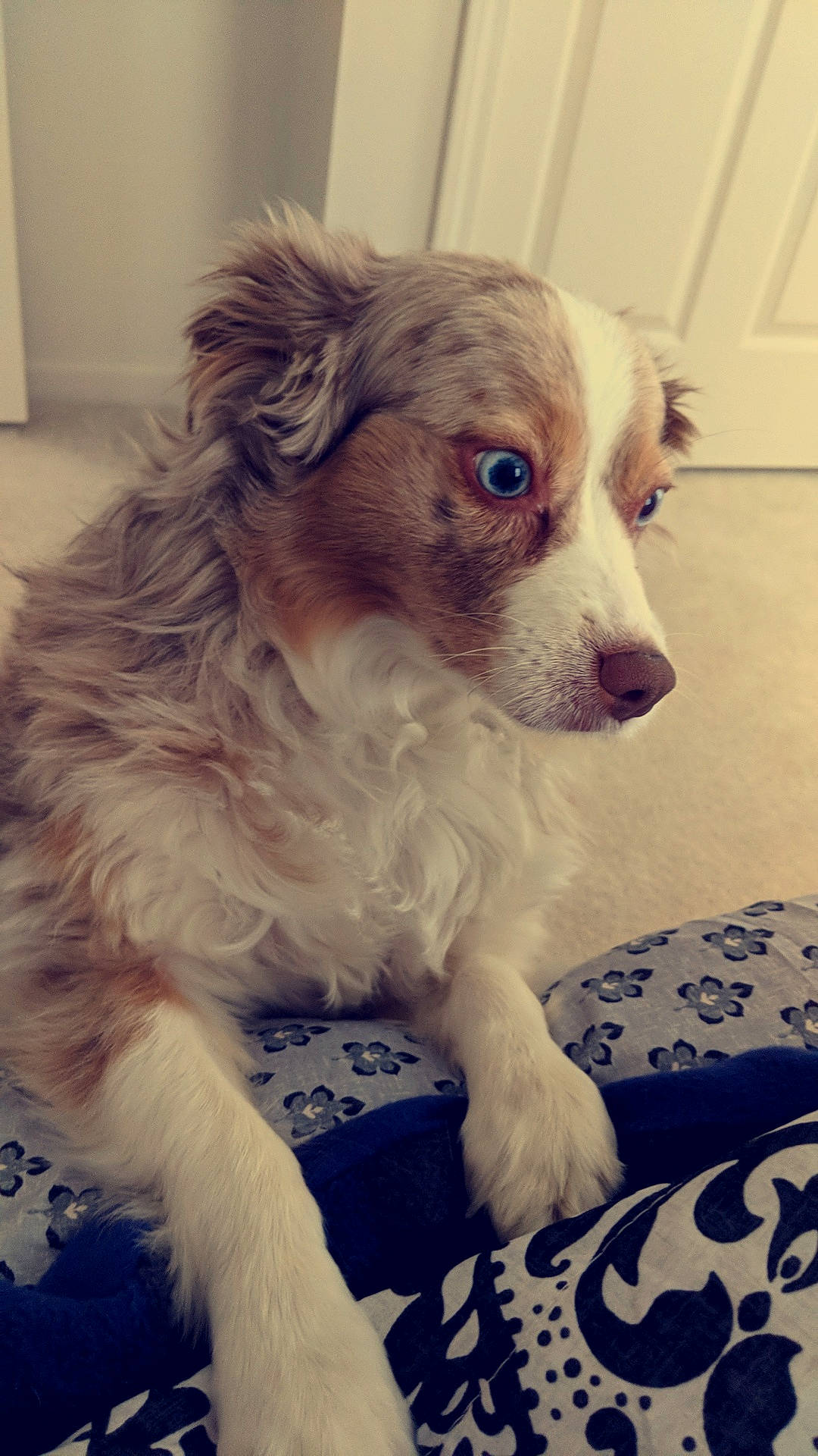 Cassie joined the competition — help win amazing prizes! australian_shepherd, border_collie, canidae, carnivore, companion_dog, dog, dog_breed, ear, mammal, miniature_australian_shepherd, puppy, rare_breed_dog, small_greek_domestic_dog, snout, sporting_group, vertebrate