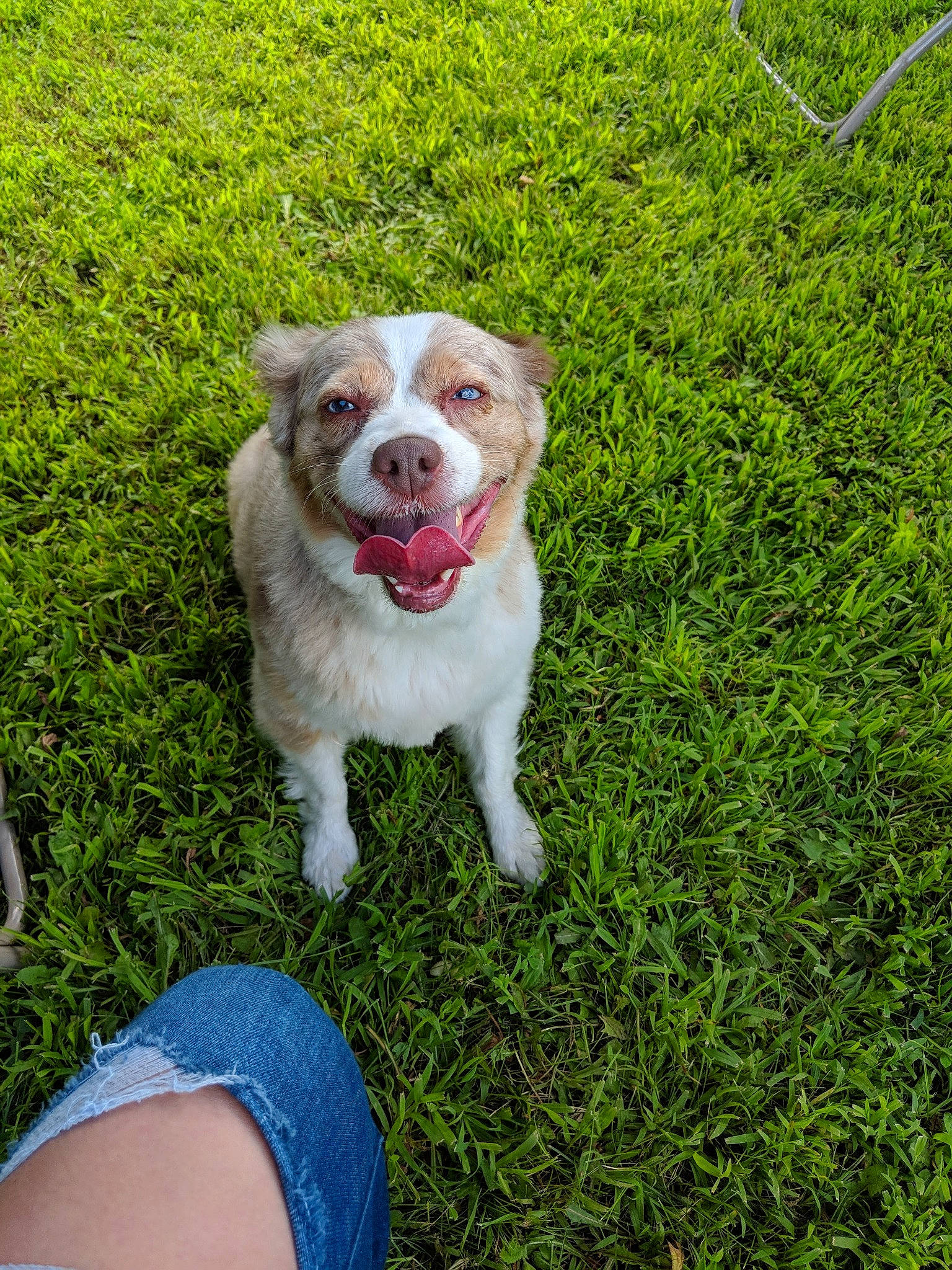 Cassie is registered to the contest to win money with this photo: australian_shepherd, canidae, carnivore, companion_dog, dog, dog_breed, fawn, grass, green, lawn, mammal, plant, puppy, rare_breed_dog, sporting_group, working_dog