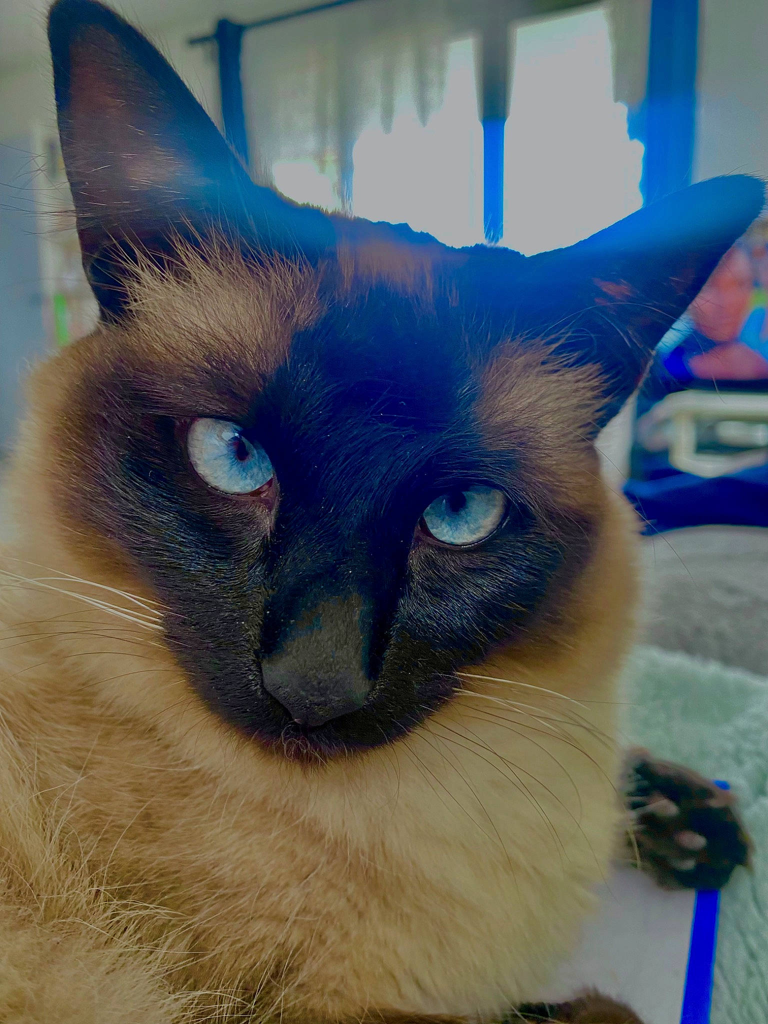 Rubis a rejoint le concours — aidez-le/la à gagner de superbes lots ! balinese, blue, carnivore, cat, close_up, electric_blue, fawn, felidae, fur, iris, siamese, small_to_medium_sized_cats, snout, terrestrial_animal, whiskers