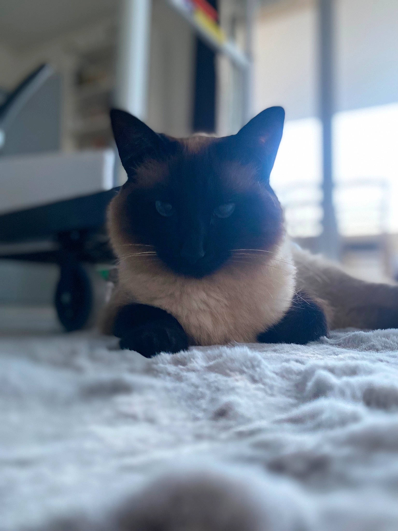 Rubis participe au concours pour gagner de l'argent avec cette photo : carnivore, cat, domestic_short_haired_cat, felidae, freezing, fur, paw, siamese, sky, small_to_medium_sized_cats, snout, snow, tail, tree, whiskers, winter