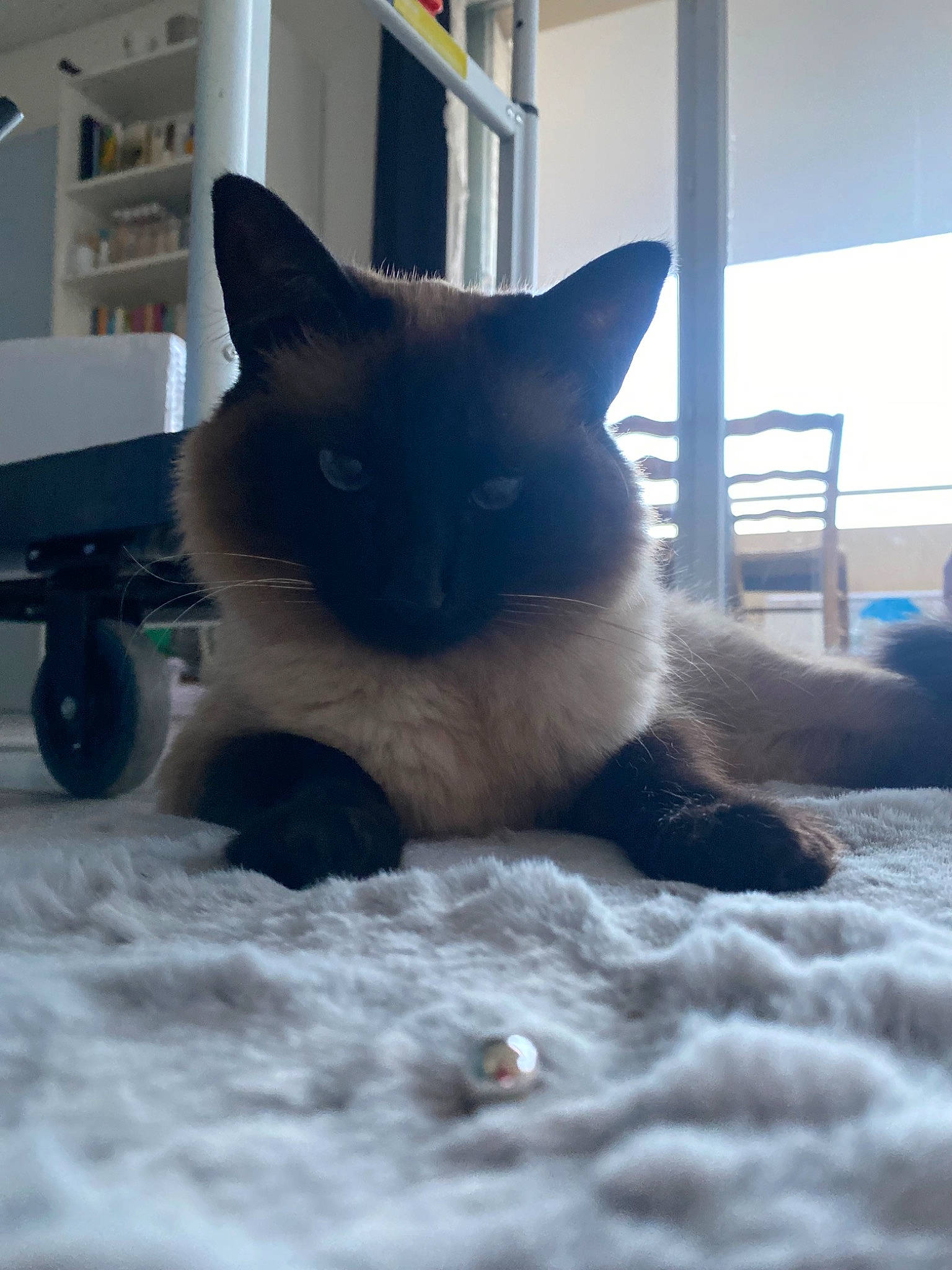 Rubis participe au concours pour gagner de l'argent avec cette photo : balinese, birman, black_cat, carnivore, cat, comfort, domestic_short_haired_cat, fawn, felidae, flooring, fur, paw, sky, small_to_medium_sized_cats, snout, snow, tail, whiskers, window, winter