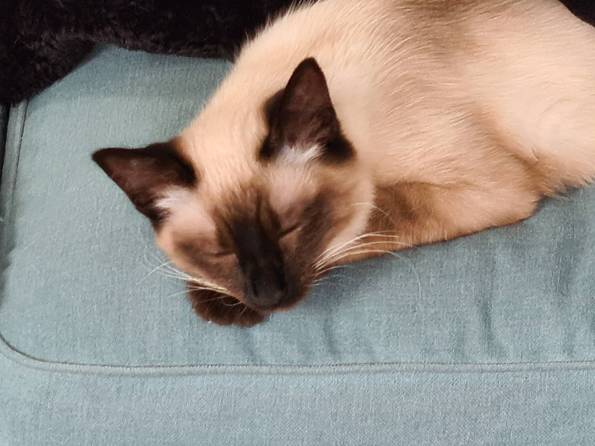 Rubis a rejoint le concours — aidez-le/la à gagner de superbes lots ! balinese, birman, carnivore, cat, comfort, fawn, felidae, fur, siamese, small_to_medium_sized_cats, snout, tail, terrestrial_animal, whiskers