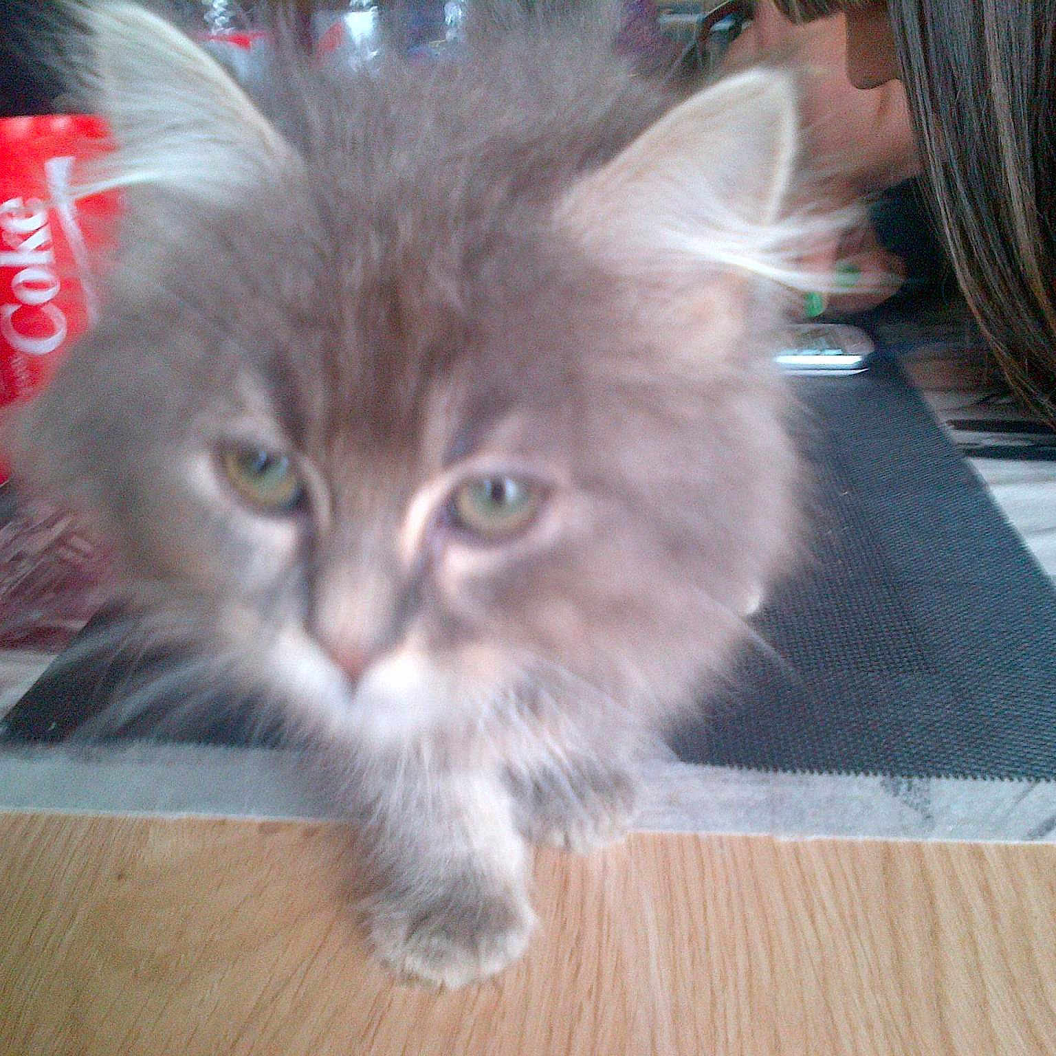 Tekilla participe au concours pour gagner de l'argent avec cette photo :