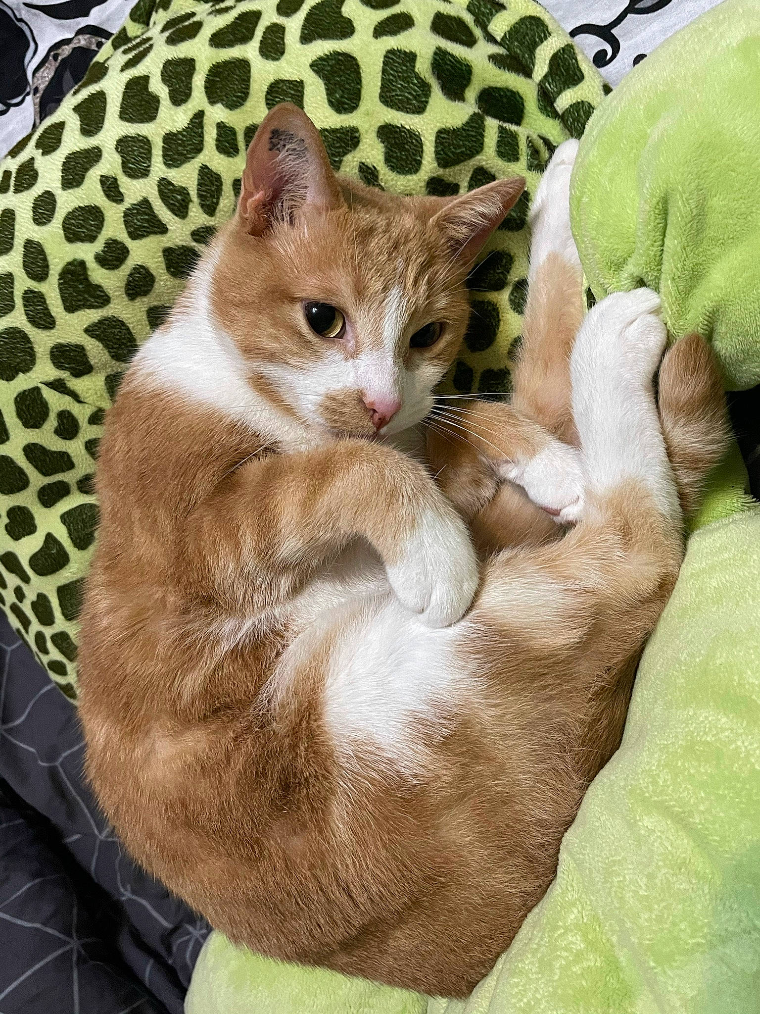 Marley a rejoint le concours — aidez-le/la à gagner de superbes lots ! art, carnivore, cat, claw, comfort, domestic_short_haired_cat, drawing, fawn, felidae, fur, gesture, paw, photo_caption, sitting, small_to_medium_sized_cats, snout, tail, terrestrial_animal, whiskers, wildlife