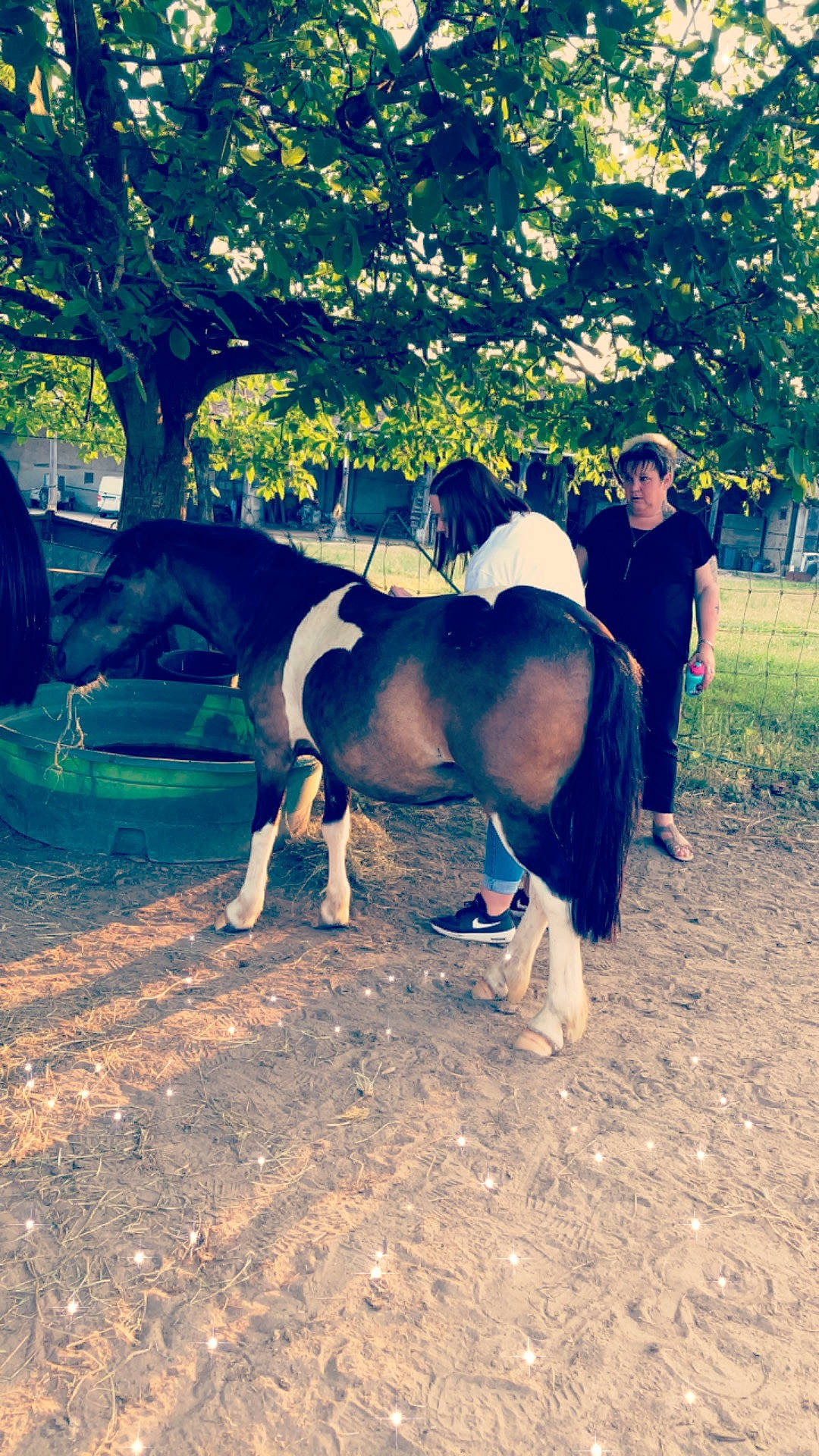 Winnie a rejoint le concours — aidez-le/la à gagner de superbes lots ! fun, girl, grass, horse, horse_like_mammal, livestock, mammal, person, plant, sunlight, tree, vertebrate, woody_plant