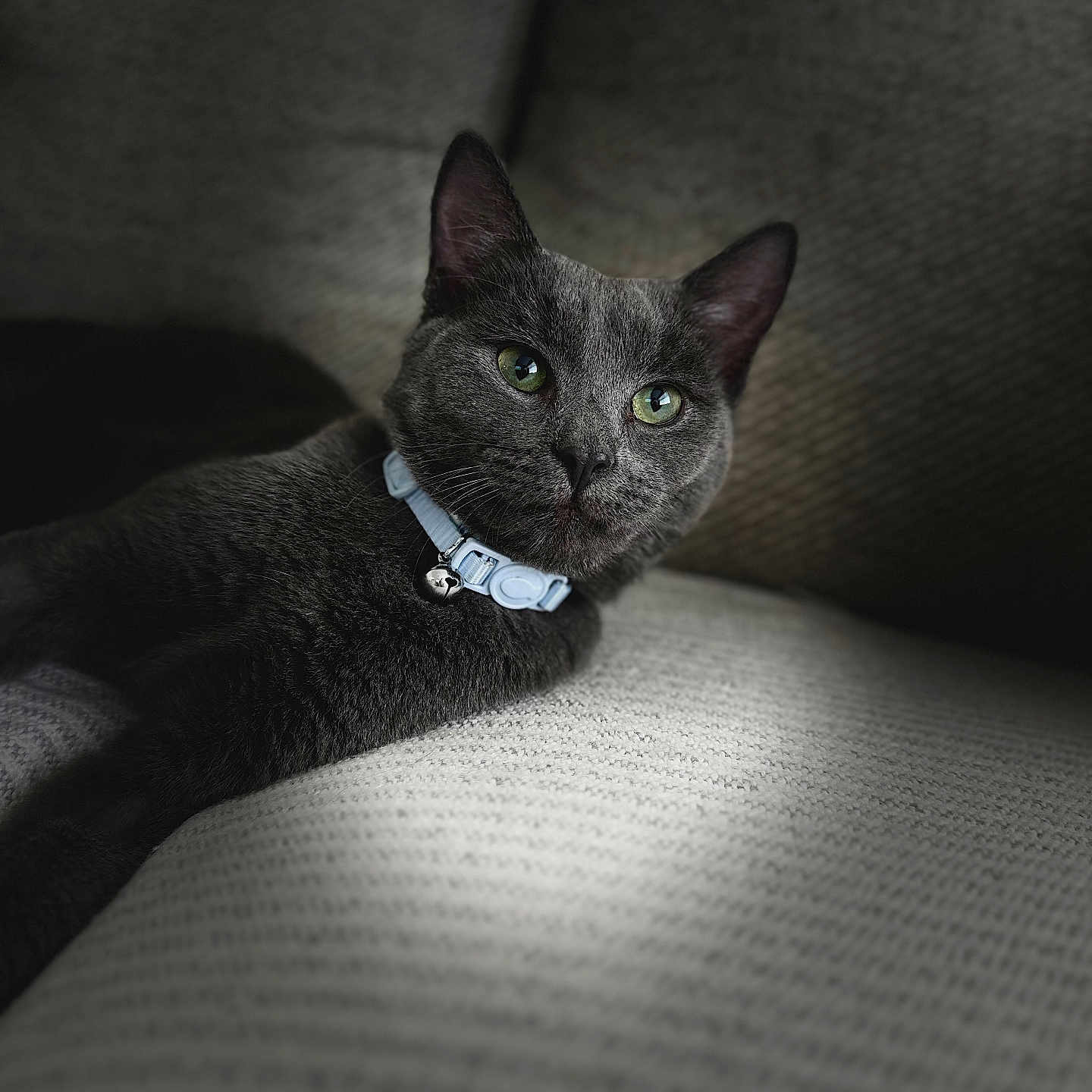 Frank joined the competition — help win amazing prizes! abyssinian, accessories, animal, armchair, cat, chair, collar, couch, cushion, formalwear, furniture, homedecor, jewelry, kitten, linen, manx, necklace, pet, strap, tie