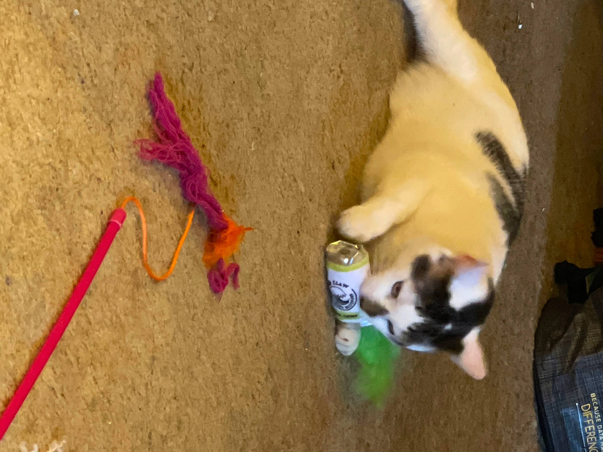 Bucky is registered to the contest to win money with this photo: art, balinese, canidae, carmine, carnivore, cat, companion_dog, dog_breed, fashion_accessory, fawn, felidae, ferret, fur, magenta, paw, petal, small_to_medium_sized_cats, tail, whiskers, wood