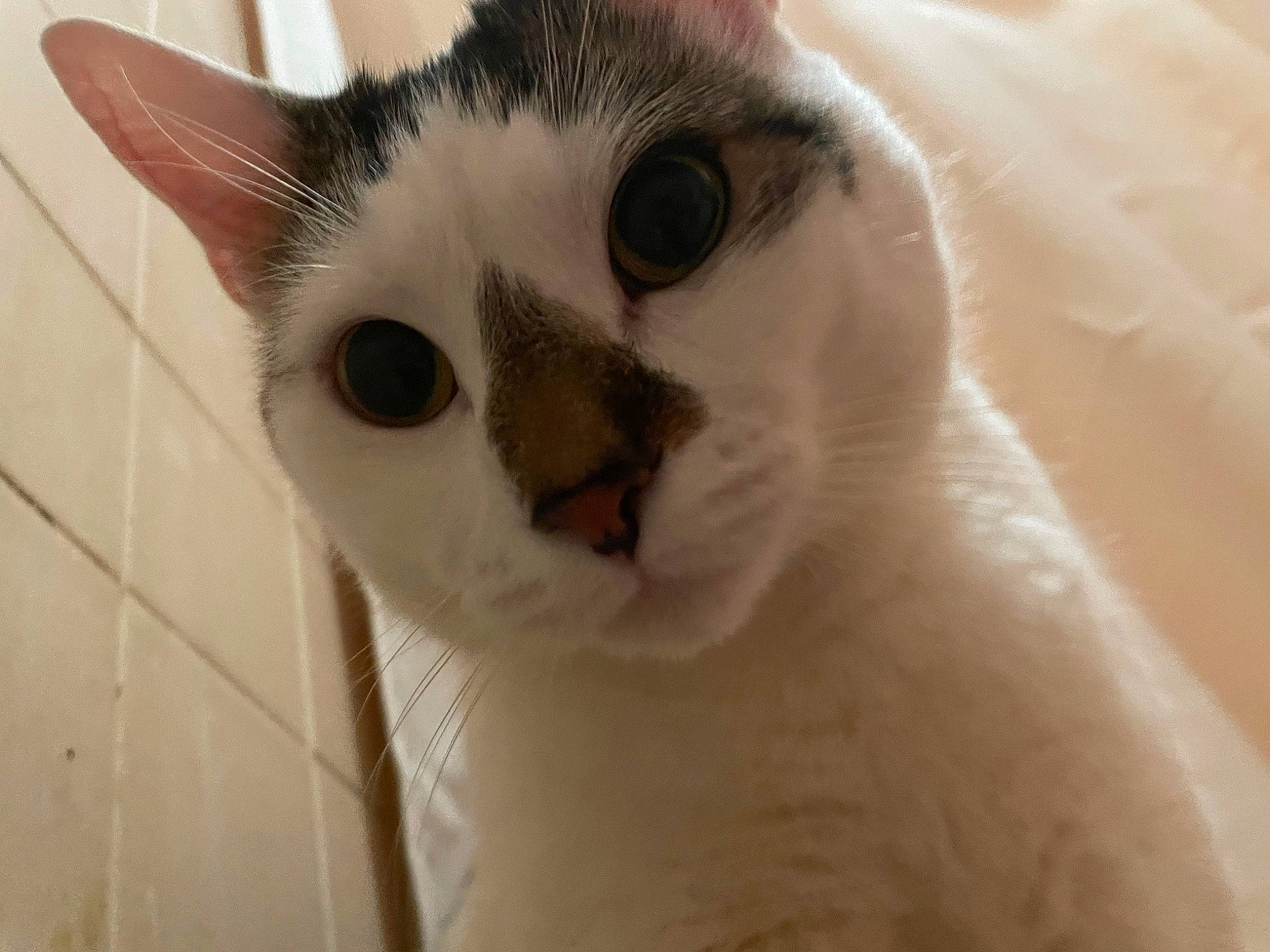 Bucky is registered to the contest to win money with this photo: carnivore, cat, domestic_short_haired_cat, ear, felidae, fur, head, paw, small_to_medium_sized_cats, snout, tail, whiskers