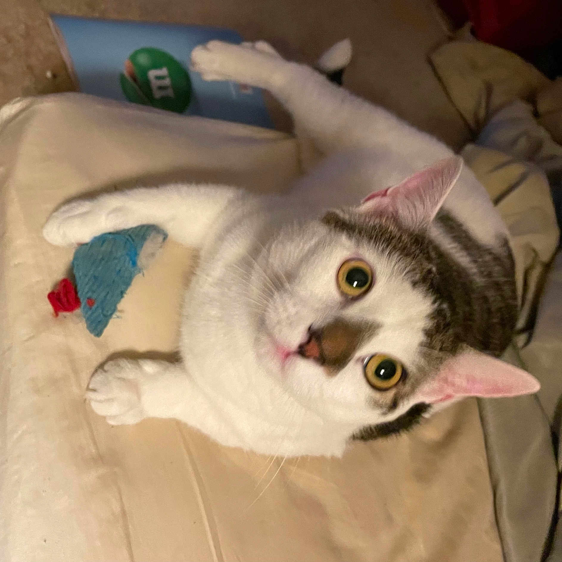 Bucky joined the competition — help win amazing prizes! carnivore, cat, comfort, domestic_short_haired_cat, felidae, fur, grey, linens, paw, small_to_medium_sized_cats, snout, tail, whiskers
