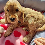 Bloom a rejoint le concours — aidez-le/la à gagner de superbes lots ! bed, blanket, canine, comfort, cozy, cute, dog, fur, golden_fur, hand, hearts, indoor, paw, pet, pink, puppy, red, resting, sunlight, young_animal