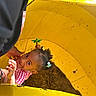child, girl, toddler, face, portrait, playground, play_structure, yellow, outdoor, smiling, curious, hair_bows, checkered_shirt, red_shirt, adult_hand, close_up, colorful, play, recreation, photograph