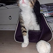 Almeja a rejoint le concours — aidez-le/la à gagner de superbes lots ! kitten, cat, pet, indoor, floor, toy, pompon, curious, furry, whiskers, pouch, drawer, clutter, paper, brown, white, tabby, closeup, domestic, animal