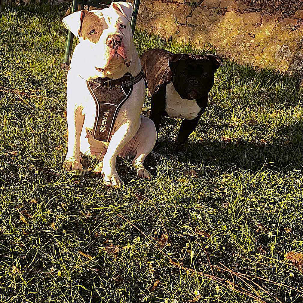 Naya Et Venom a rejoint le concours — aidez-le/la à gagner de superbes lots ! animal, backyard, ball, bostonbull, boxer, bulldog, canine, dog, football, frenchbulldog, grass, lawn, nature, outdoors, pet, pitbull, plant, puppy, soccer, yard