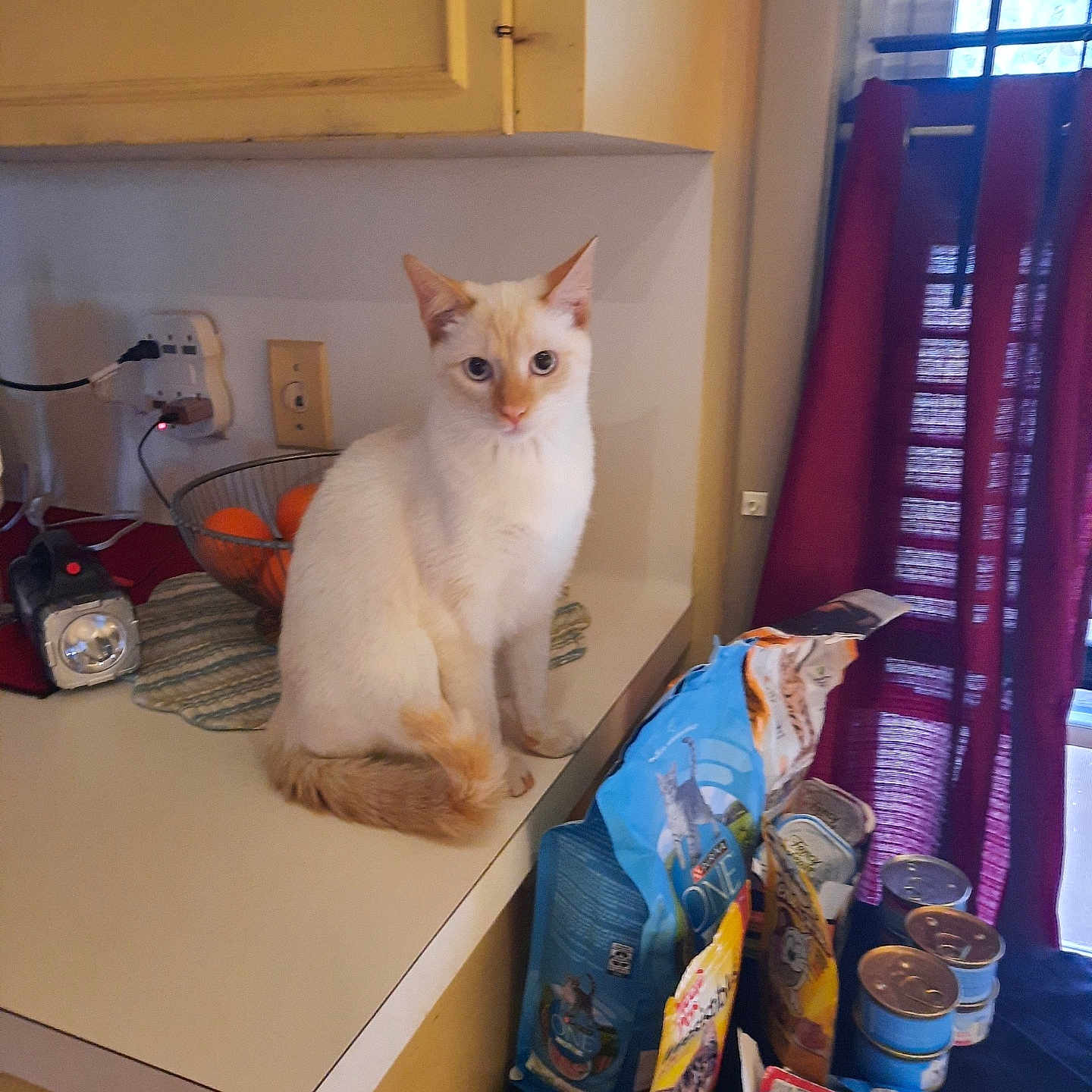 Sheena Mari joined the competition — help win amazing prizes! abyssinian, animal, box, can, cat, closet, cupboard, desk, drawer, furniture, indoors, laundry, manx, pet, plywood, shelf, siamese, table, tin, wood