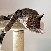 Tyga is registered to the contest to win money with this photo: cat, tabby, cat_tree, indoor, pet, animal, feline, curious, whiskers, paws, ears, striped, relaxed, climbing_post, household, cute, looking_down, playful, domestic_cat, fur