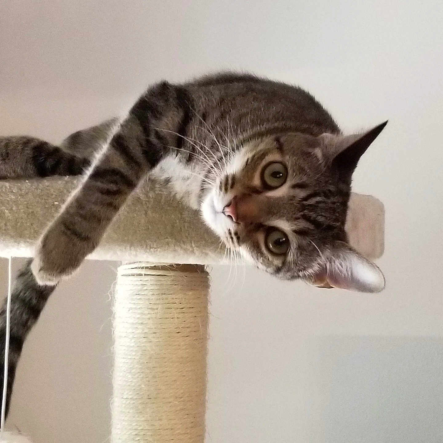 Tyga is registered to the contest to win money with this photo: cat, tabby, cat_tree, indoor, pet, animal, feline, curious, whiskers, paws, ears, striped, relaxed, climbing_post, household, cute, looking_down, playful, domestic_cat, fur