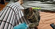 Tyga joined the competition — help win amazing prizes! cat, kitten, striped_pajamas, bed, blanket, toy, blue_toy, remote_control, striped_pattern, pajamas, tabby_cat, pet, indoor, playing, furniture, comfort, sleepwear, human_legs, relaxation, cozy