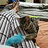 cat, kitten, striped_pajamas, bed, blanket, toy, blue_toy, remote_control, striped_pattern, pajamas, tabby_cat, pet, indoor, playing, furniture, comfort, sleepwear, human_legs, relaxation, cozy