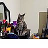 Tyga is registered to the contest to win money with this photo: cat, tabby, vanity_table, bottles, cosmetics, mirror, indoor, furniture, pet, animal, curious, sitting, clutter, reflection, beige_wall, household, domestic, feline, still_life, room
