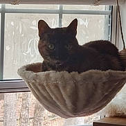 Sheba joined the competition — help win amazing prizes! cat, window, hammock, pet, indoor, cozy, feline, animal, resting, sunlight, blinds, curious, soft, fur, relaxed, home, sitting, quiet, daylight, shadows