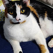 Tayla joined the competition — help win amazing prizes! cat, calico, yellow_eyes, fur, paw, white_fur, black_fur, orange_fur, resting, indoor, closeup, pet, animal, cozy, pillow, pattern, soft, looking, cute, relaxed