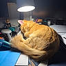 cat, orange_tabby, sleeping, curled_up, desk_lamp, desk, hairbrush, figurine, envelope, mouse_pad, computer_monitor, stationery, indoor, cozy, pet, fur, home_office, resting, warm_lighting, animal